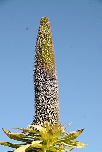 Lobelia rhynchopetalum