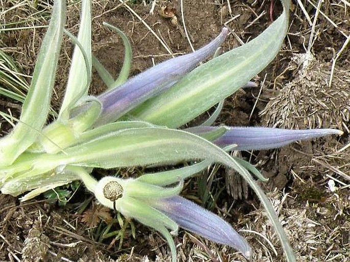 Lobelia rhynchopetalum