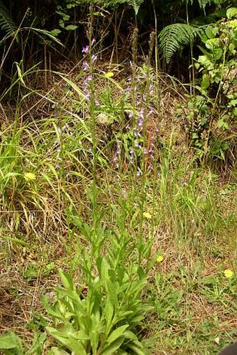 Lobelia urens