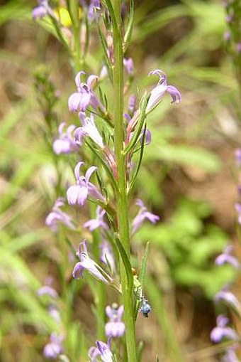 Lobelia urens