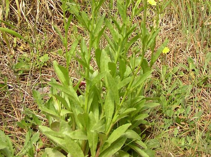 Lobelia urens