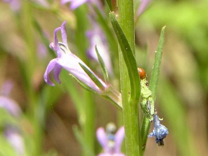 Lobelia urens