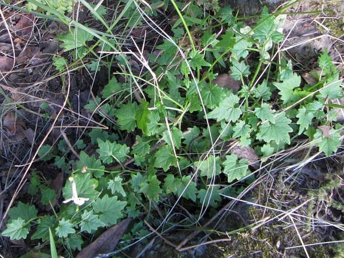 Lobelia vanreenensis