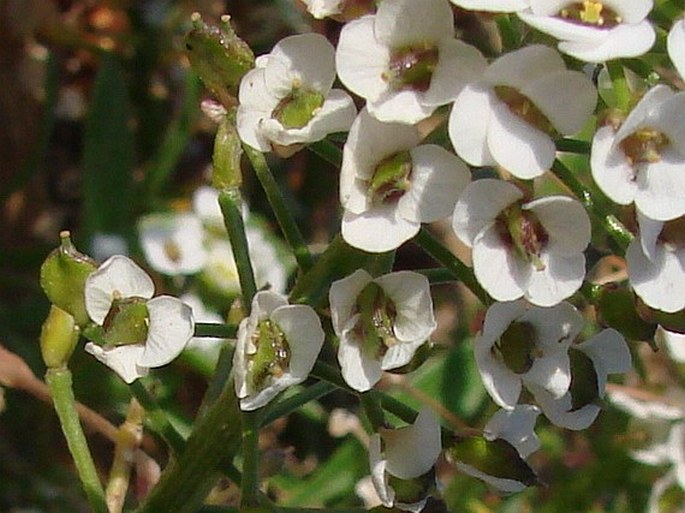 Lobularia maritima