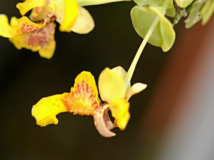 Lockhartia amoena