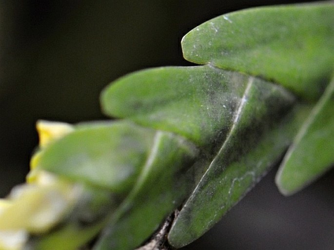 Lockhartia amoena