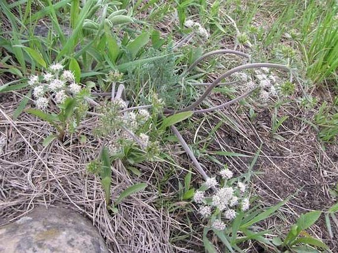 Cogswellia macrocarpa