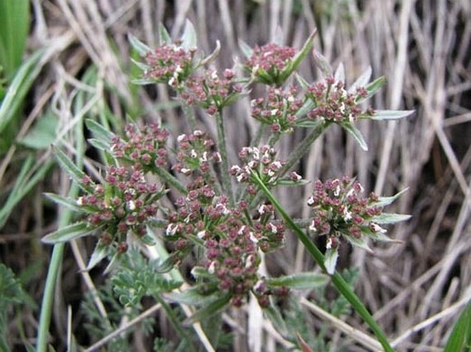 Cogswellia macrocarpa