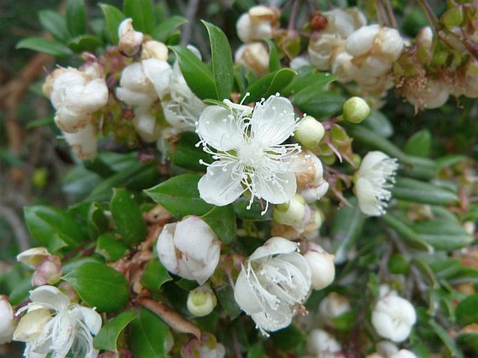 LUMA APICULATA (DC.) Burret