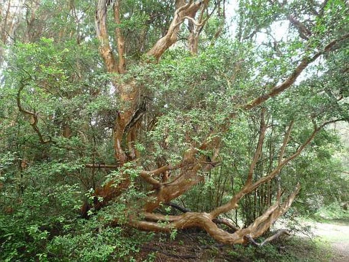 Luma apiculata