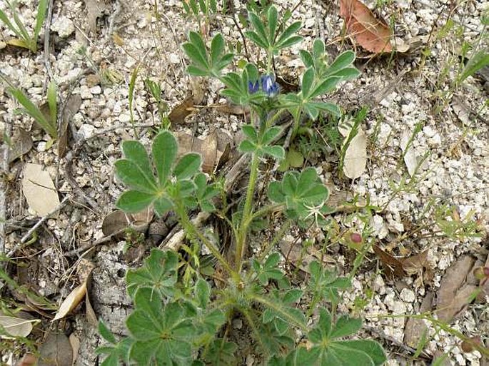 Lupinus micranthus