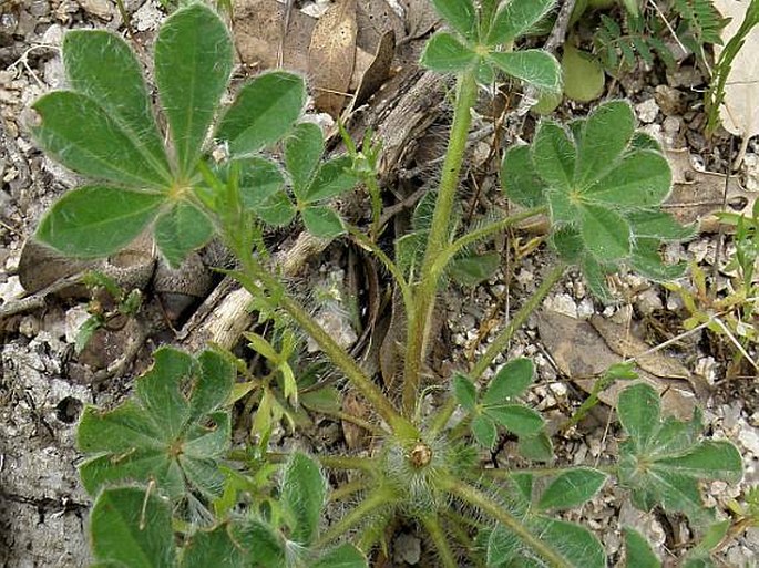 Lupinus micranthus