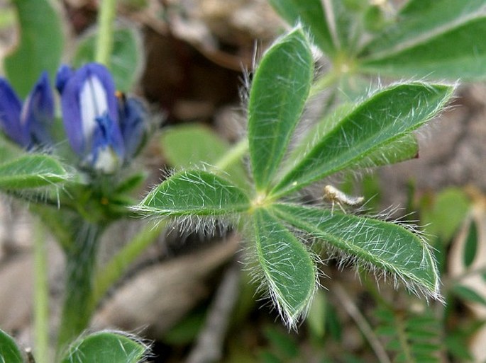 Lupinus micranthus