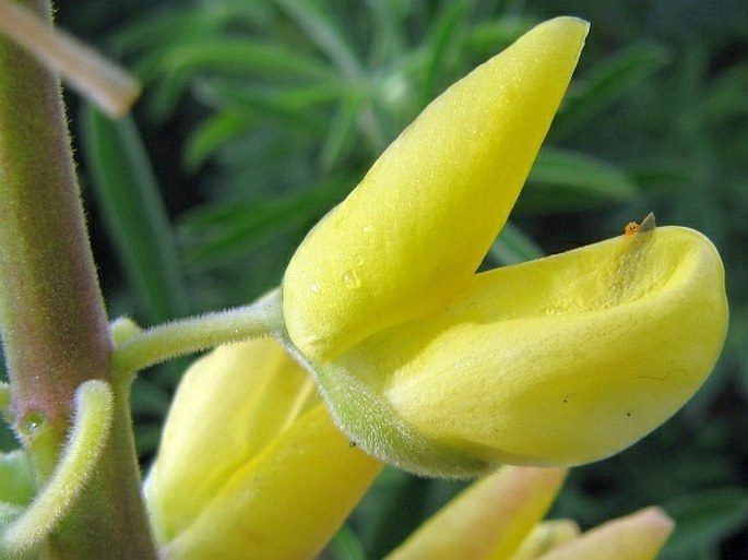 Lupinus arboreus