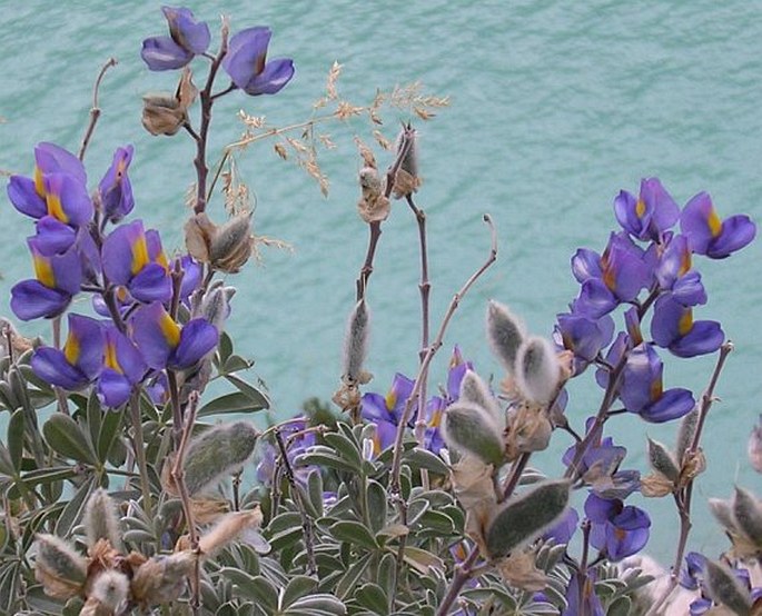 Lupinus tomentosus