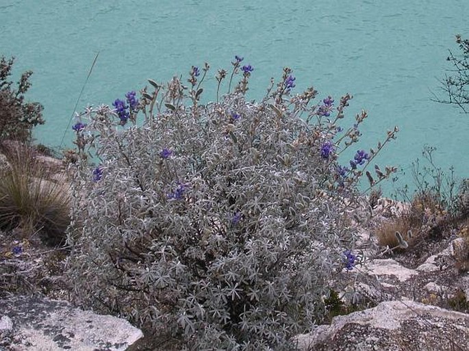 Lupinus tomentosus