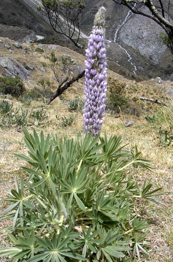 Lupinus weberbaueri