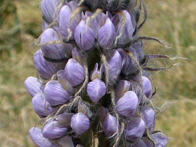 Lupinus weberbaueri