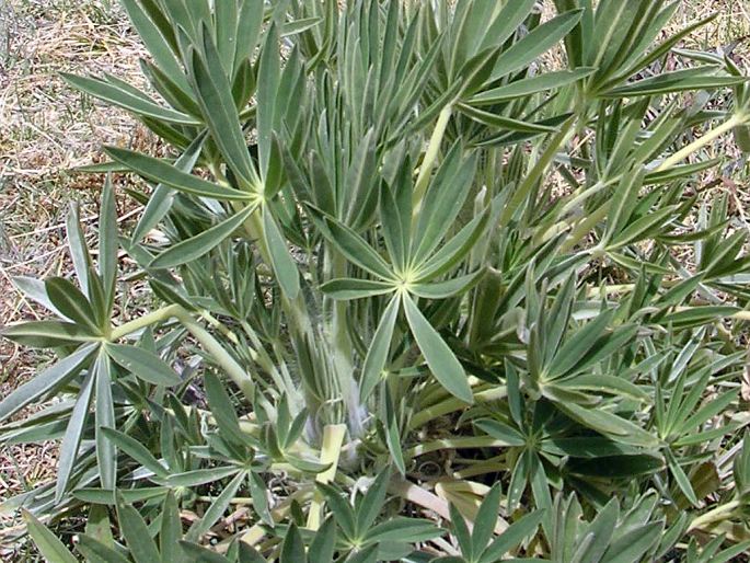 Lupinus weberbaueri