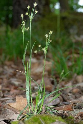 Luzula pallescens