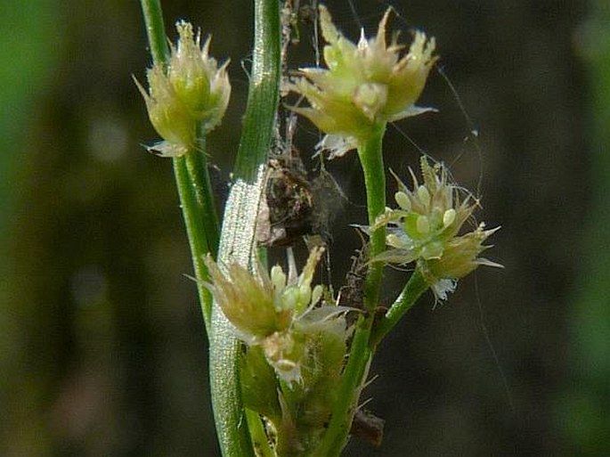 Luzula pallescens