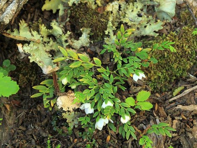 Luzuriaga marginata