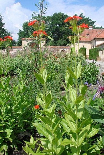 Lychnis chalcedonica