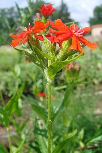 Silene chalcedonica