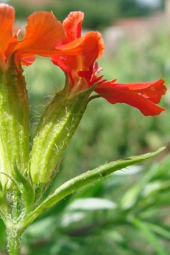 Lychnis chalcedonica