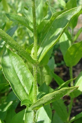 Lychnis chalcedonica