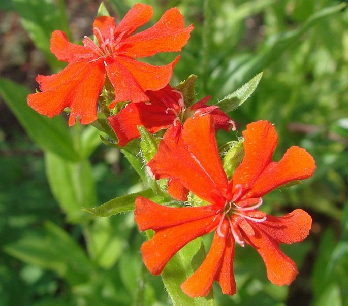 LYCHNIS CHALCEDONICA L. – kohoutek plamenný / kukučka hustokvetá