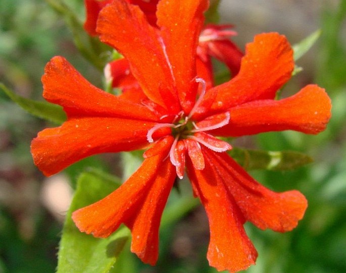 Silene chalcedonica