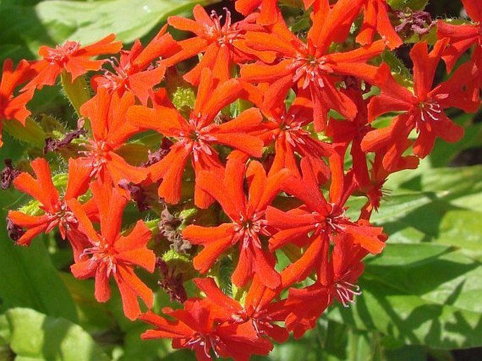 Lychnis chalcedonica