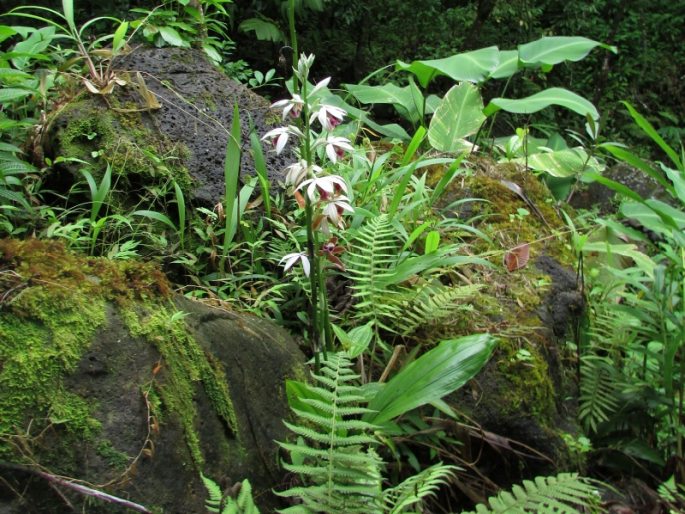 Lyon Arboretum and Botanical Garden