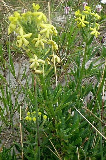 Lyperia lychnidea