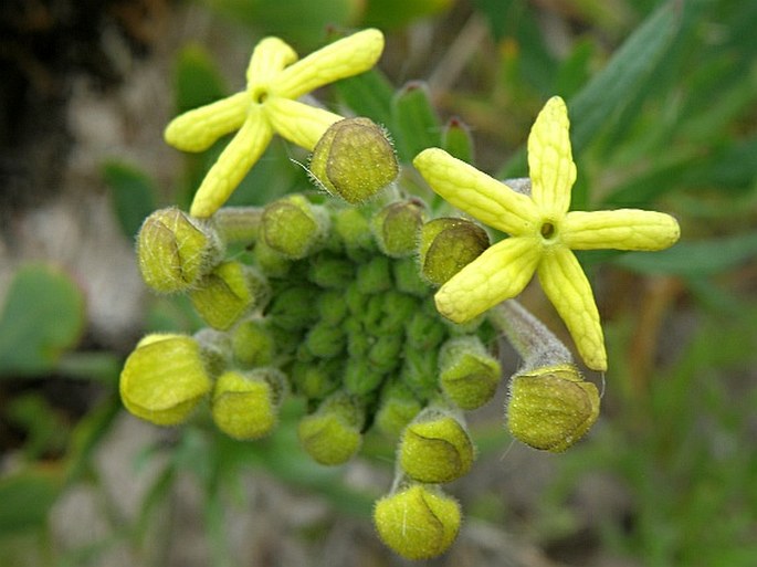 LYPERIA LYCHNIDEA Druce