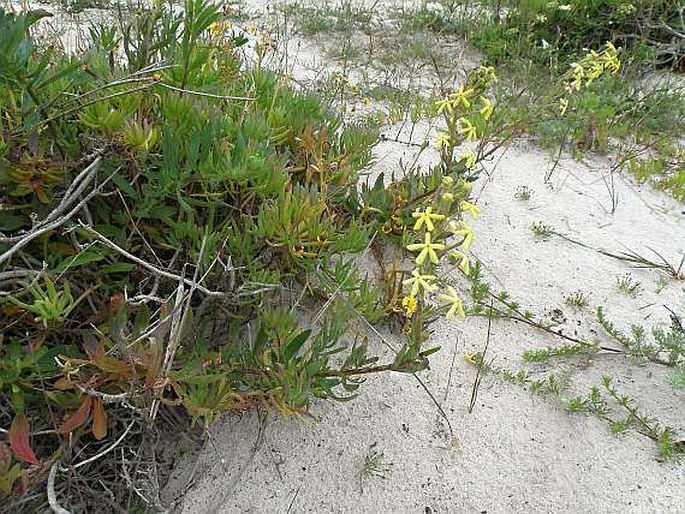 Lyperia lychnidea