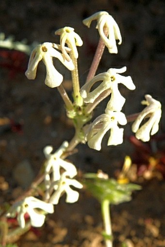 Lyperia tristis