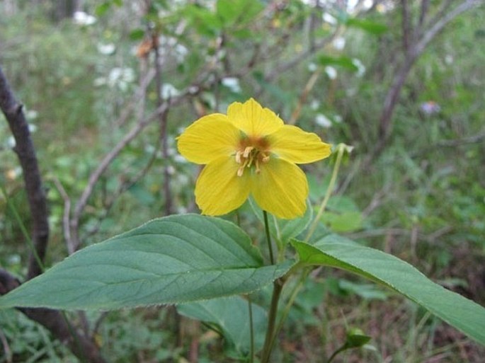 LYSIMACHIA CILIATA L. – vrbina / čerkáč