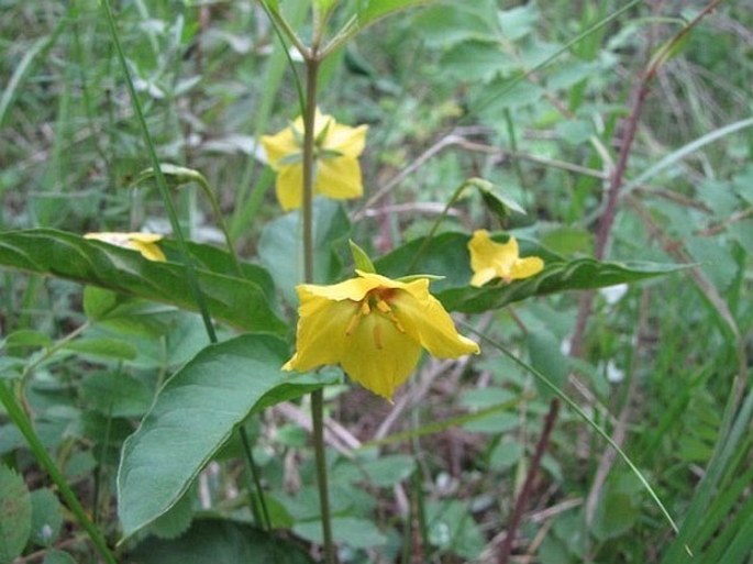 Lysimachia ciliata