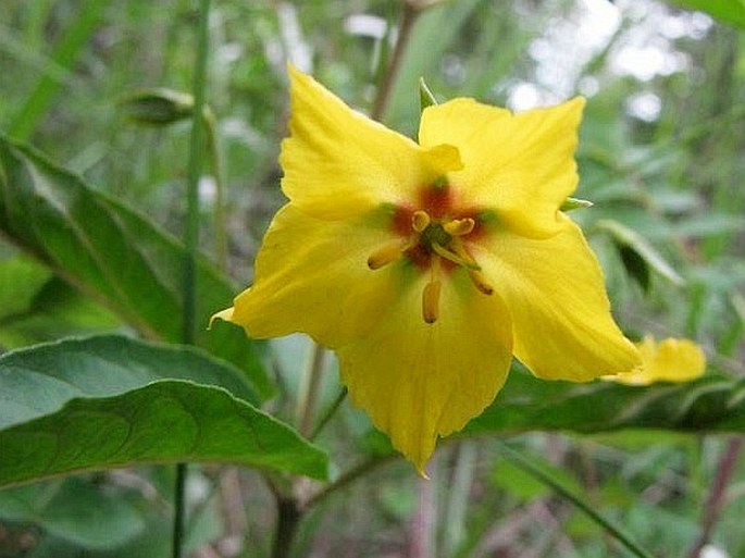 Lysimachia ciliata