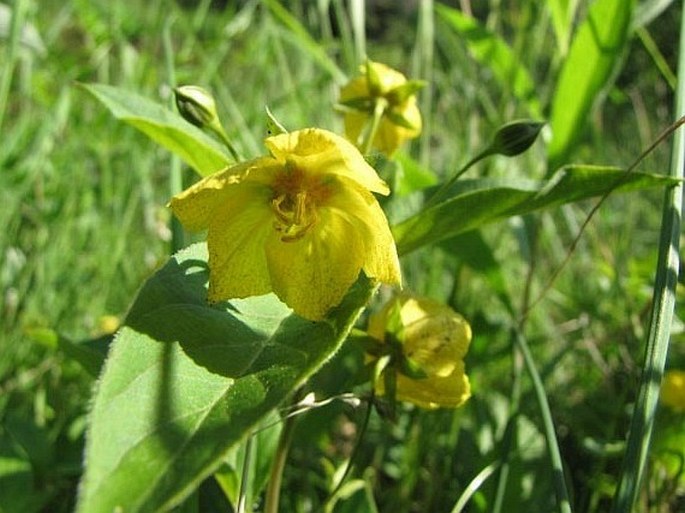 Lysimachia ciliata