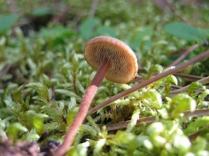 Auriscalpium vulgare