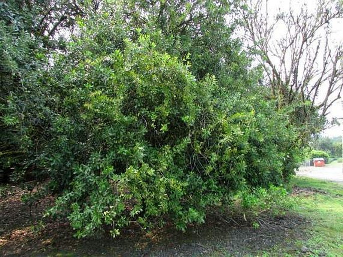 Macadamia integrifolia