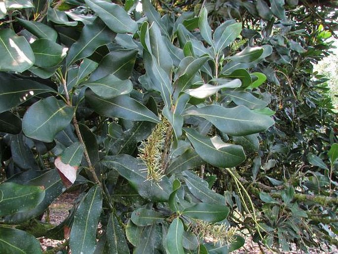 Macadamia integrifolia