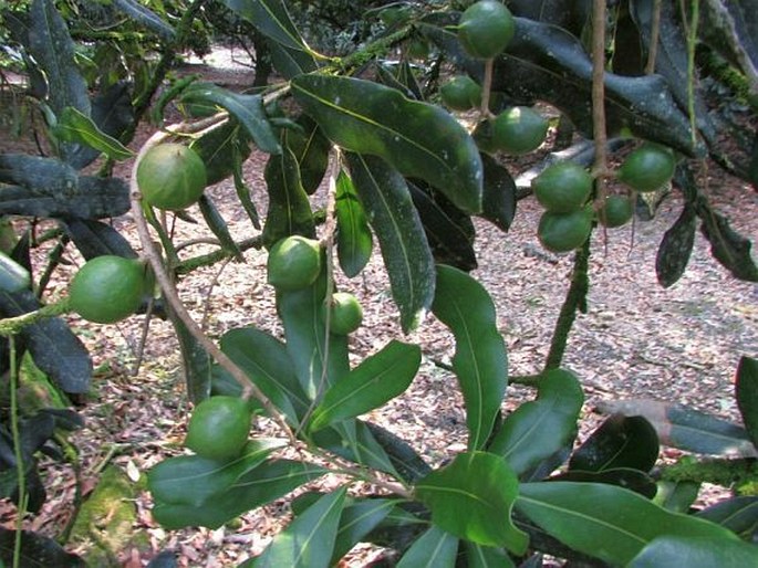 Macadamia integrifolia