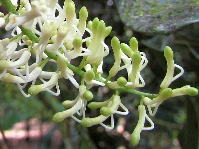 Macadamia integrifolia