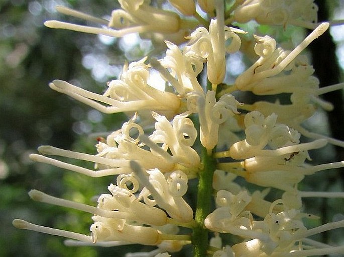 Macadamia integrifolia