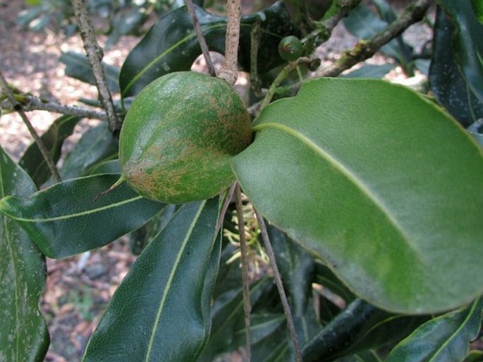 Macadamia integrifolia