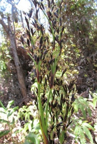 Machaerina angustifolia